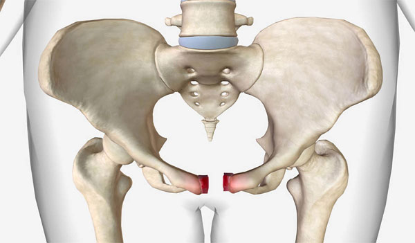hip